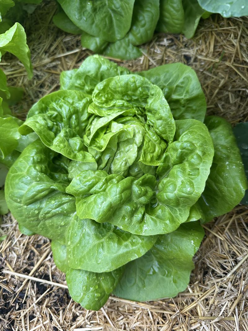 Lettuce Can Still Be Sown Early In September