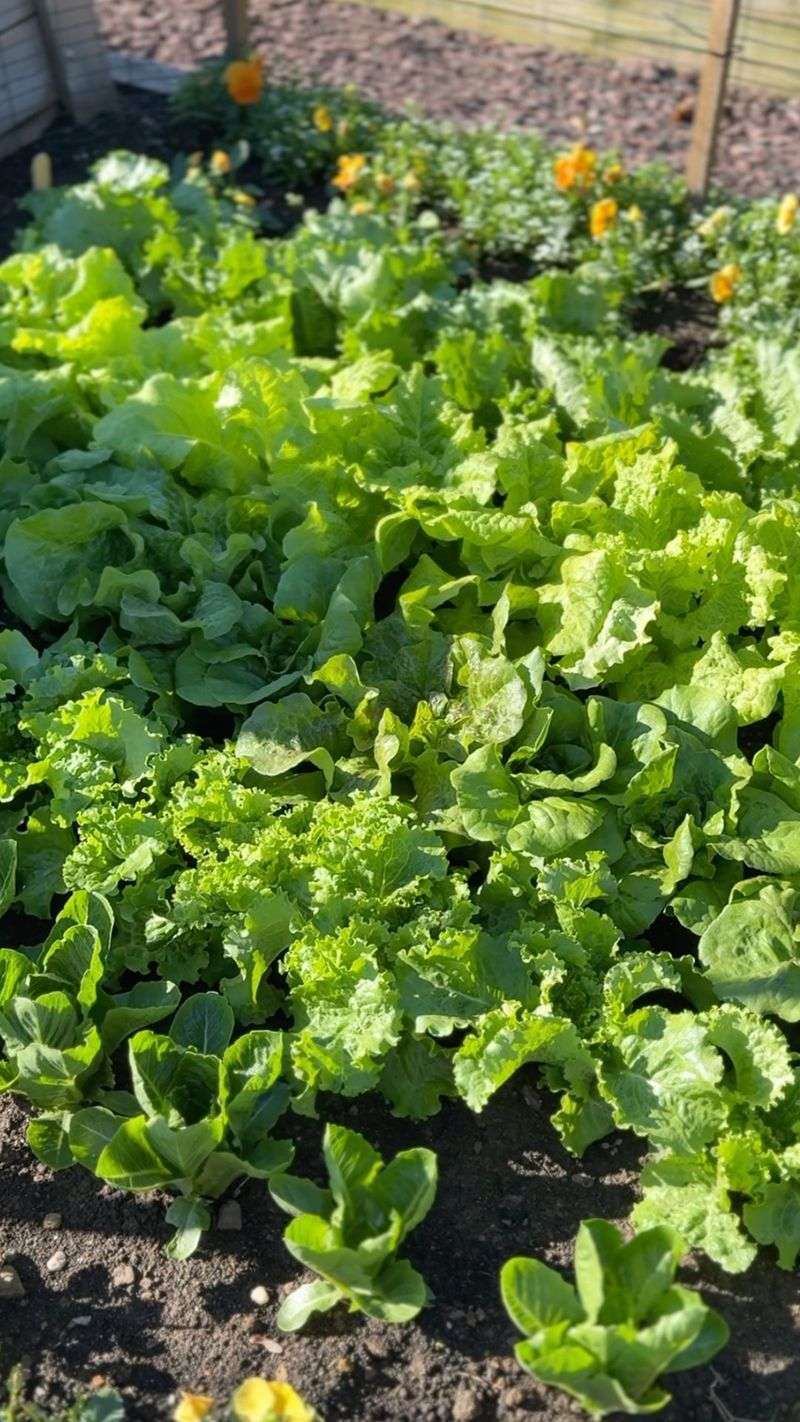 Lettuce Can Still Be Started Lettuce Can Still Be Started