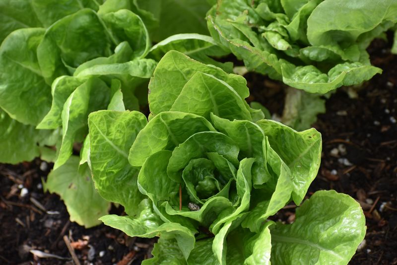 Lettuce Can Work With A Fast-Maturing Variety Lettuce Can Work With A Fast-Maturing Variety