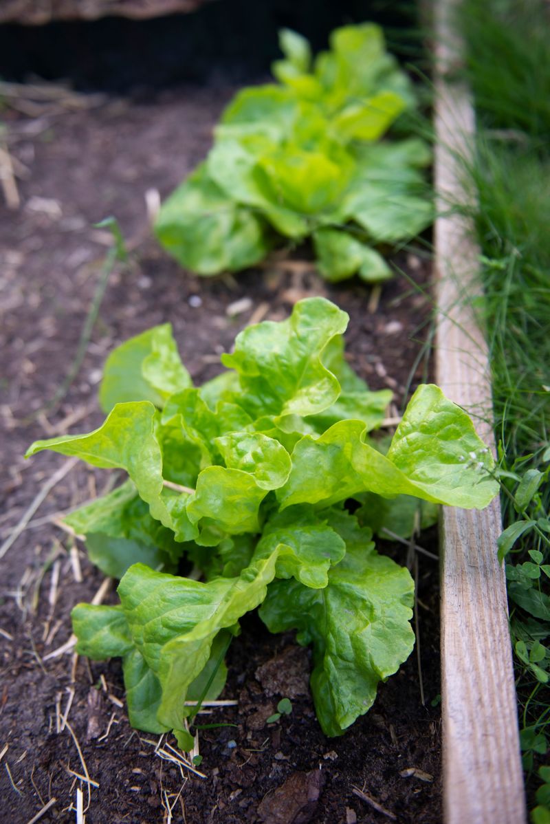 Lettuce Fills Gaps Between Bigger Crops Lettuce Fills Gaps Between Bigger Crops