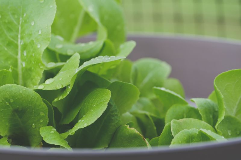Lettuce For Quick Cut And Come Again Bowls Lettuce For Quick Cut And Come Again Bowls