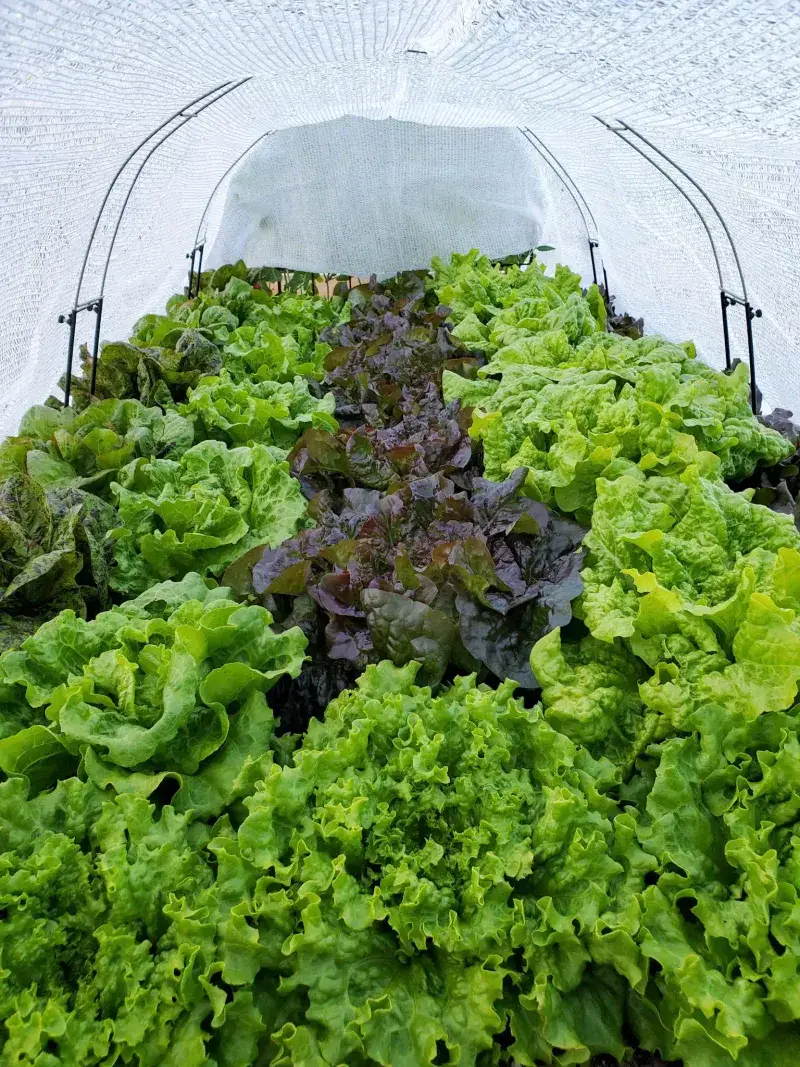 Lettuce Gets A Strong Start In Cooler Weather