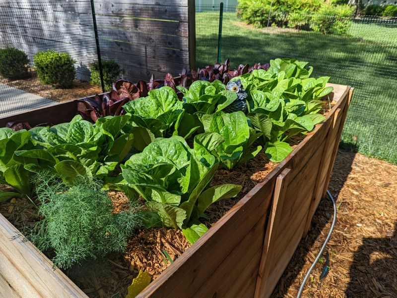 Lettuce Grows Fast In Milder Weather Lettuce Grows Fast In Milder Weather