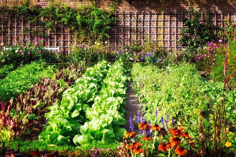 Lettuce Loves Cooler October Days Lettuce Loves Cooler October Days