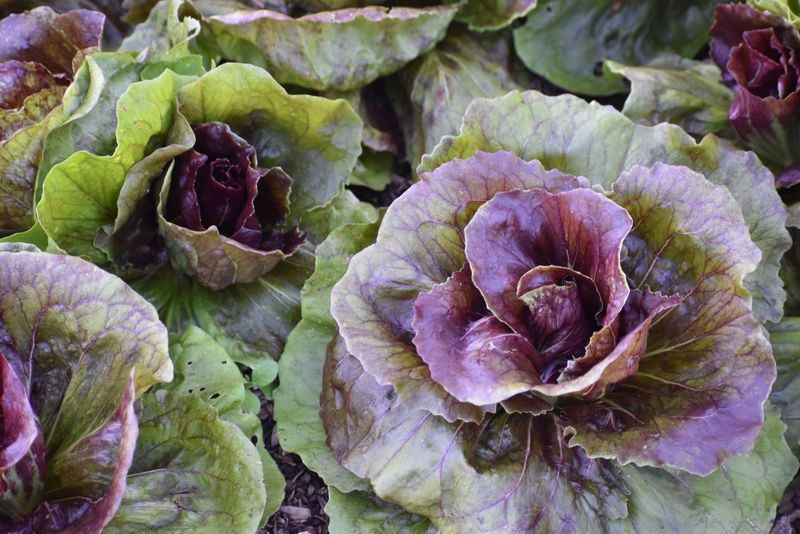 Lettuce Loves The Cooling Days Lettuce Loves The Cooling Days