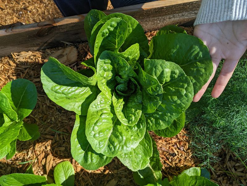 Lettuce Matures Fast Before Real Cold Lettuce Matures Fast Before Real Cold