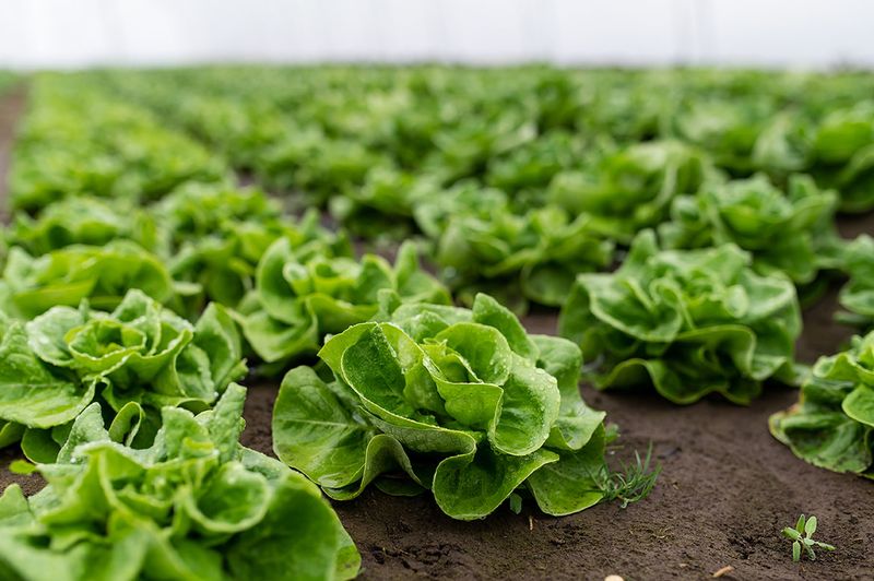 Lettuce Matures Fast This Time Of Year