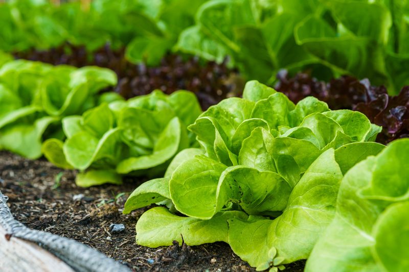 Lettuce Mixes For Crisp Salads Lettuce Mixes For Crisp Salads