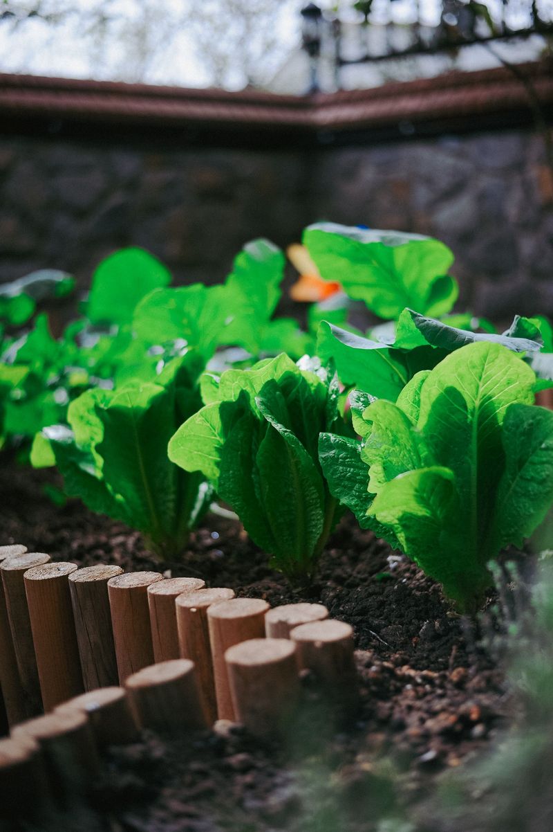 Lettuce Shades The Soil Around Carrots Lettuce Shades The Soil Around Carrots