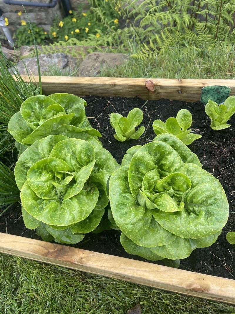 Lettuce 