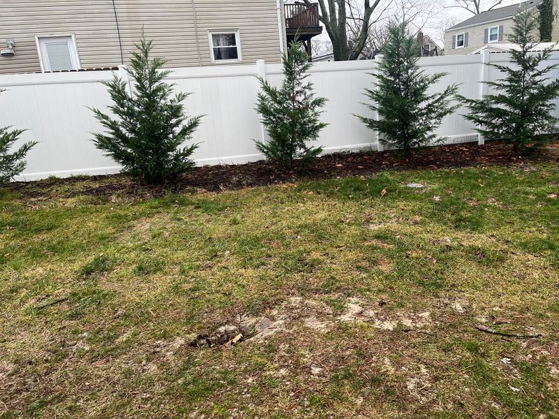 Leyland Cypress Provides Fast Evergreen Coverage Leyland Cypress Provides Fast Evergreen Coverage