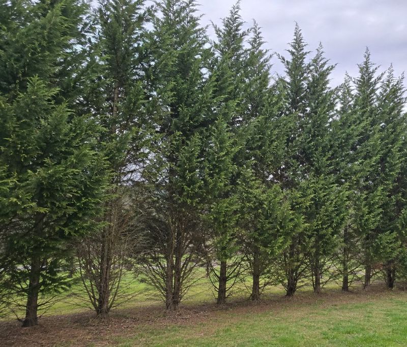 Leyland Cypress Races To The Sky In Record Time