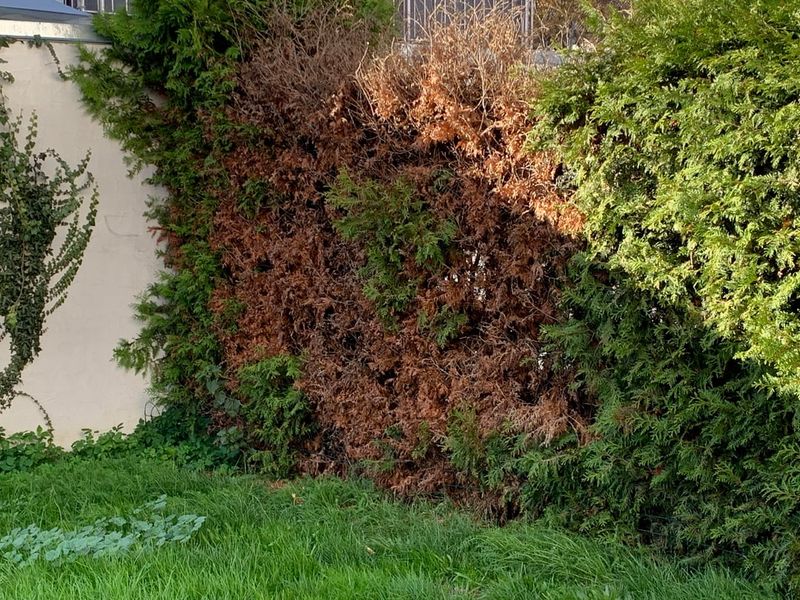 Lifeless And Damaged Branches Are A Different Story Lifeless And Damaged Branches Are A Different Story