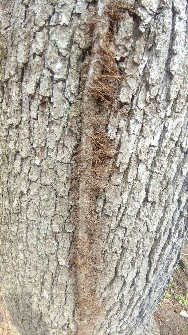 Lifeless-Looking Vines Can Still Trigger A Rash