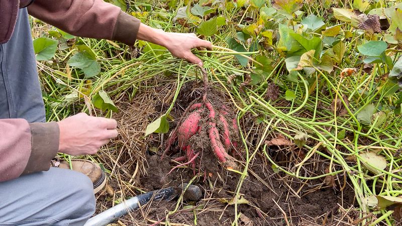 Lift The Roots Out By Hand