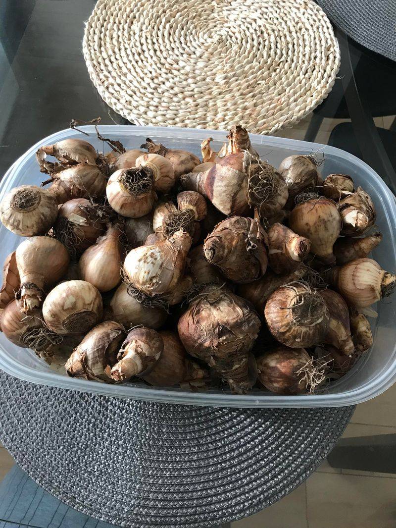 Lifting And Splitting Bulbs Without Bruising Them Lifting And Splitting Bulbs Without Bruising Them