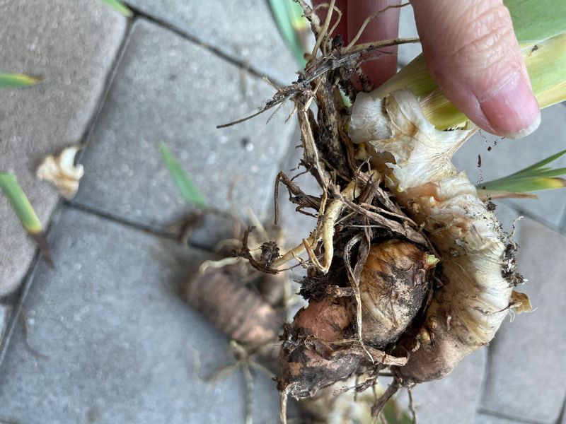 Lifting Clumps Without Bruising The Rhizomes Lifting Clumps Without Bruising The Rhizomes
