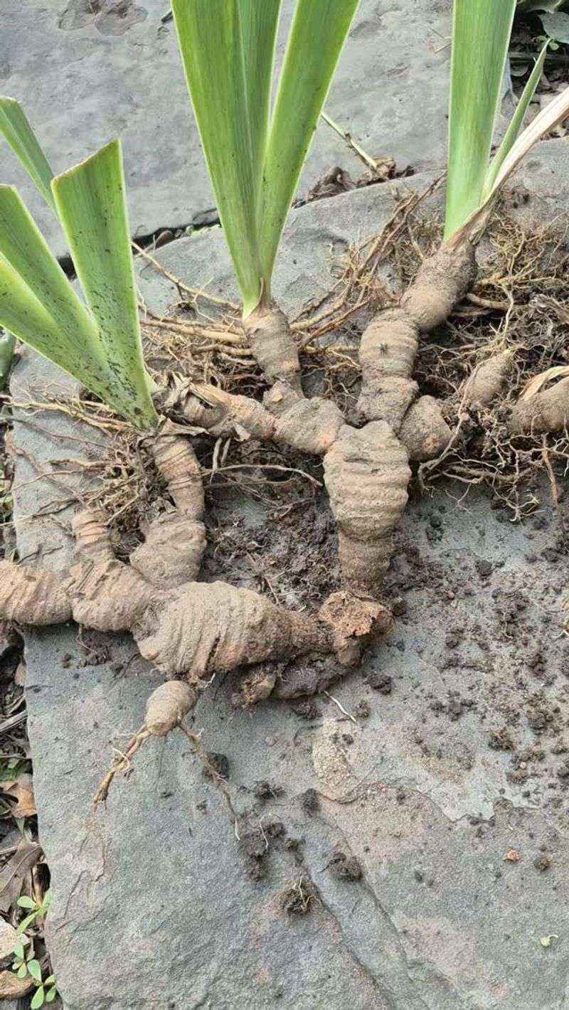 Lifting Clumps Without Bruising The Rhizomes
