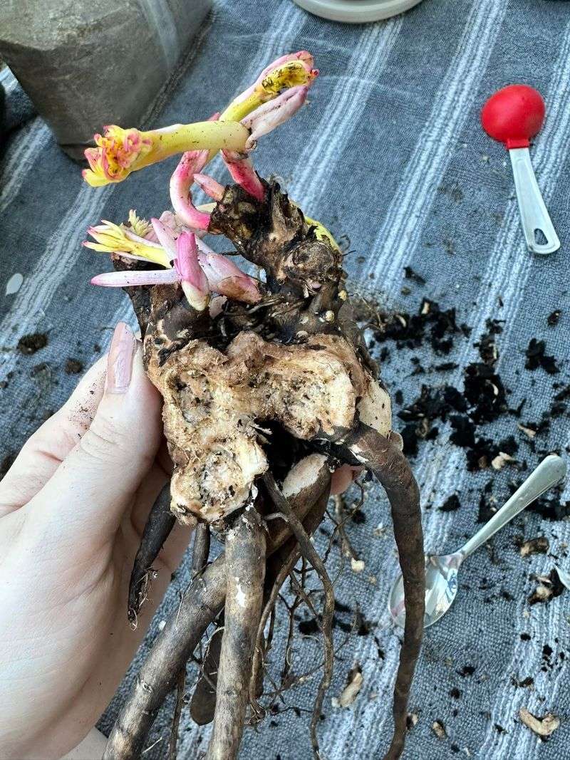 Lifting The Root Ball Without Breaking Every Eye Lifting The Root Ball Without Breaking Every Eye
