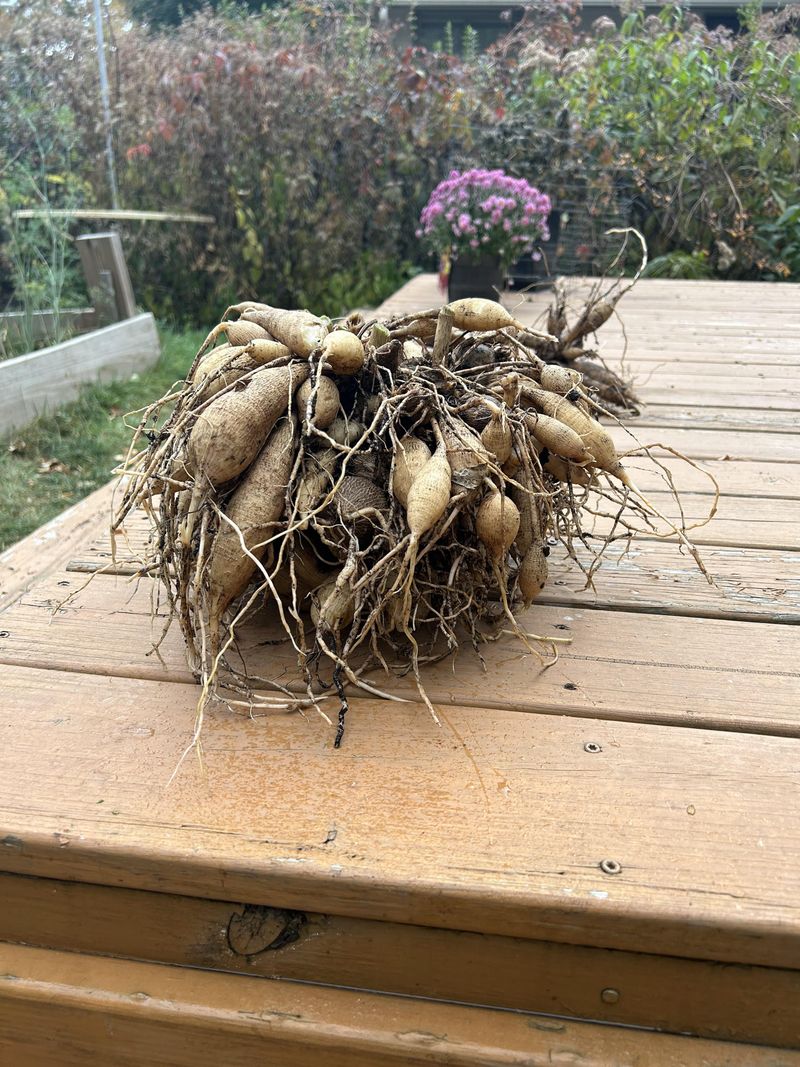 Lifting Tubers Without Slicing Into Them