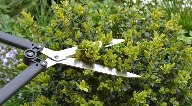 Light Cleanup Is Different From Hard Pruning Light Cleanup Is Different From Hard Pruning