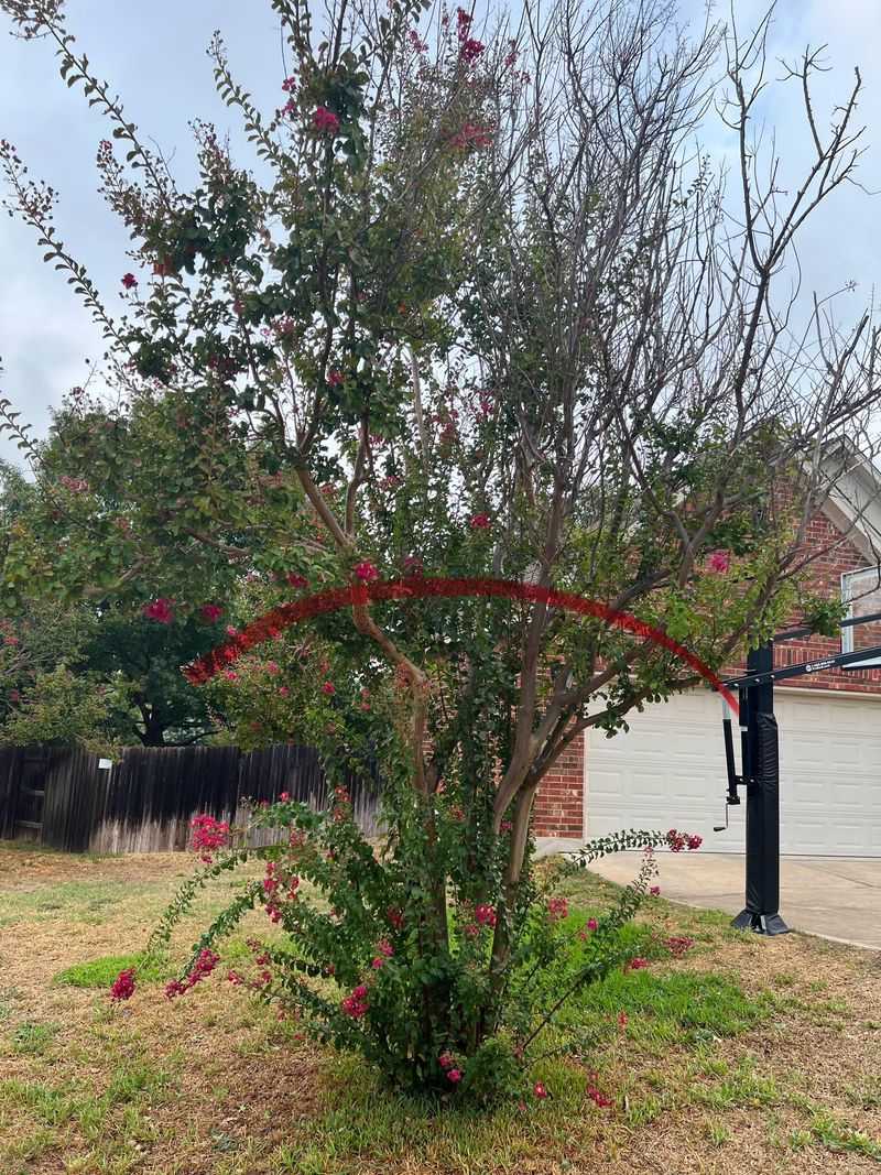 Light Cleanup Is Different From Heavy Pruning Light Cleanup Is Different From Heavy Pruning