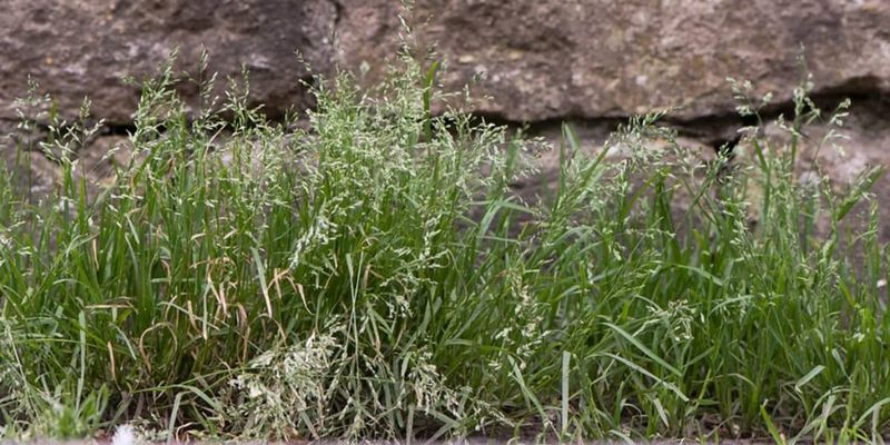 Light Green Clumps Make Young Plants Easier To Recognize