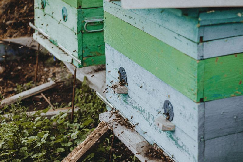 Light Hives Tell A Heavy Story Light Hives Tell A Heavy Story
