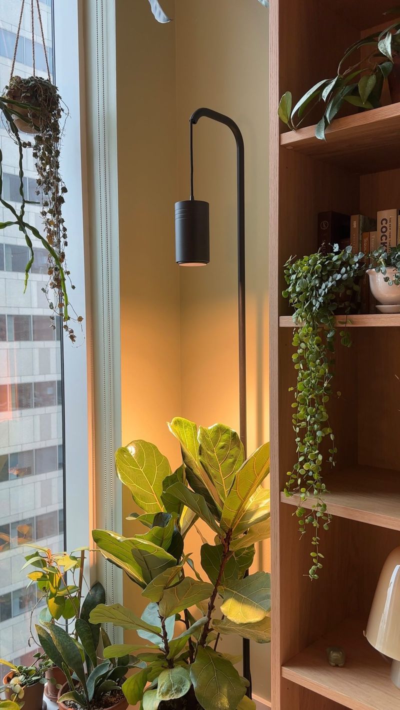 Light Levels Plants Lose Once They're Inside Light Levels Plants Lose Once They're Inside