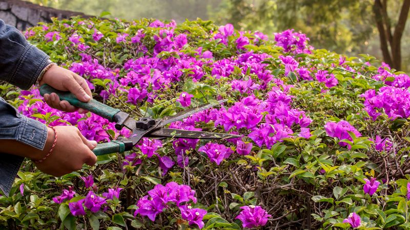 Light Pinching Instead Of Heavy Pruning