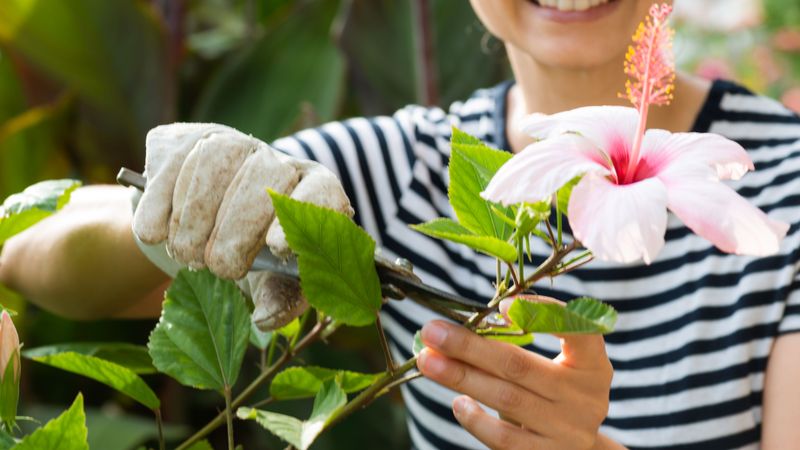 Light Pruning Keeps Blooms Coming Longer Light Pruning Keeps Blooms Coming Longer