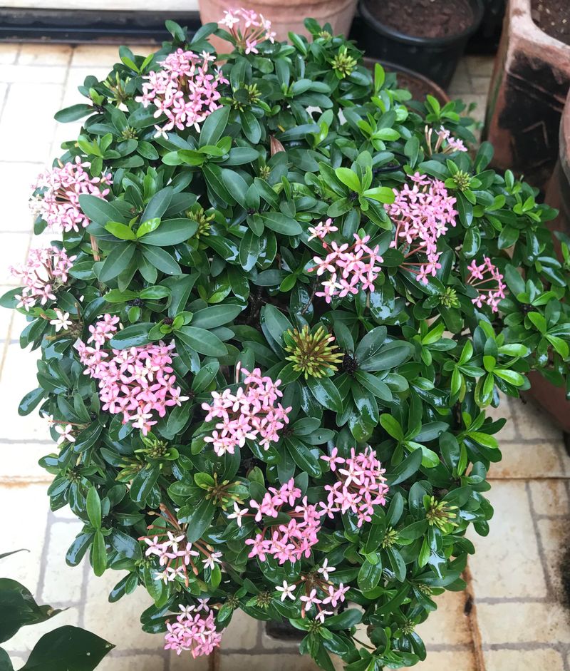 Light Shaping Won't Cost You Flowers