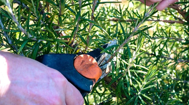 Light pruning keeps the bush useful without exposing old wood Light pruning keeps the bush useful without exposing old wood