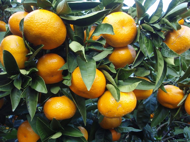 Lighter Fruit Loads Meant Faster Ripening
