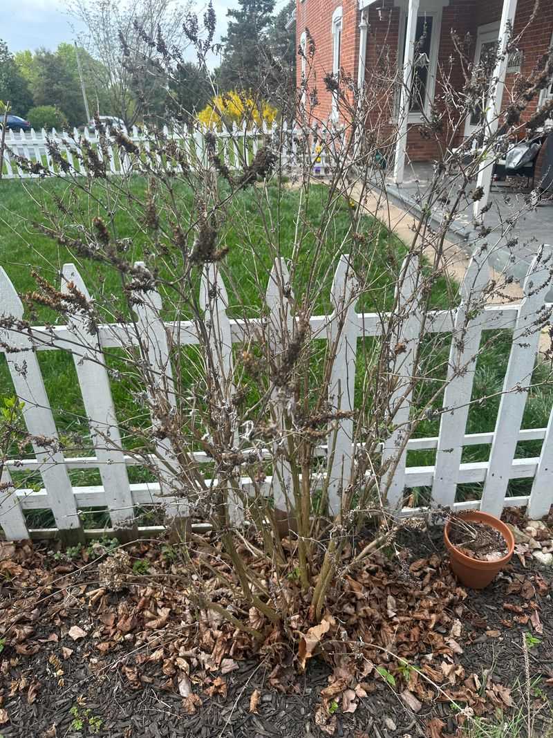 Lightly Prune Butterfly Bush After Its Summer Bloom Lightly Prune Butterfly Bush After Its Summer Bloom