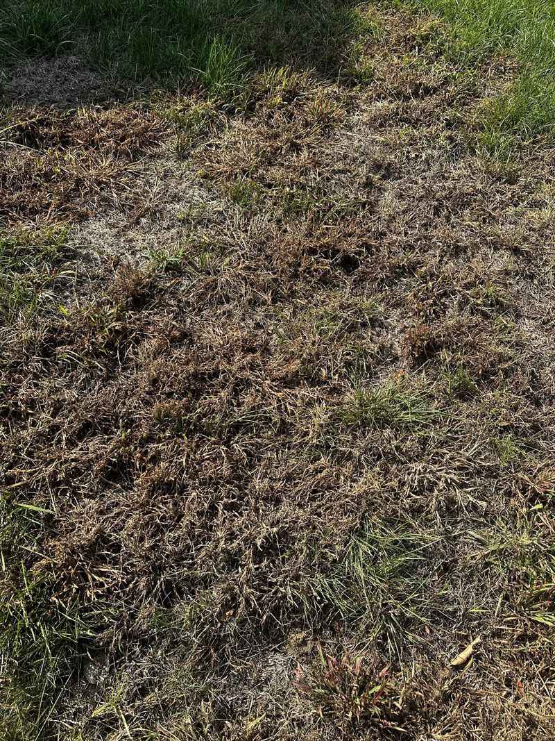 Lightly Rake Before Overseeding