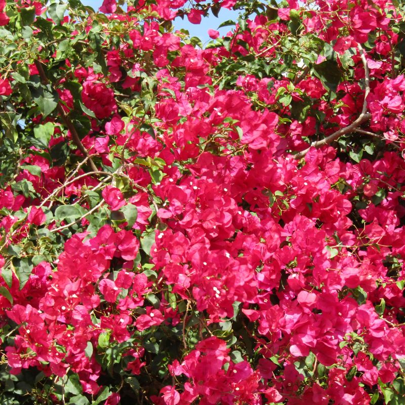 Lightly Shape Bougainvillea Before Cooler Weather Arrives