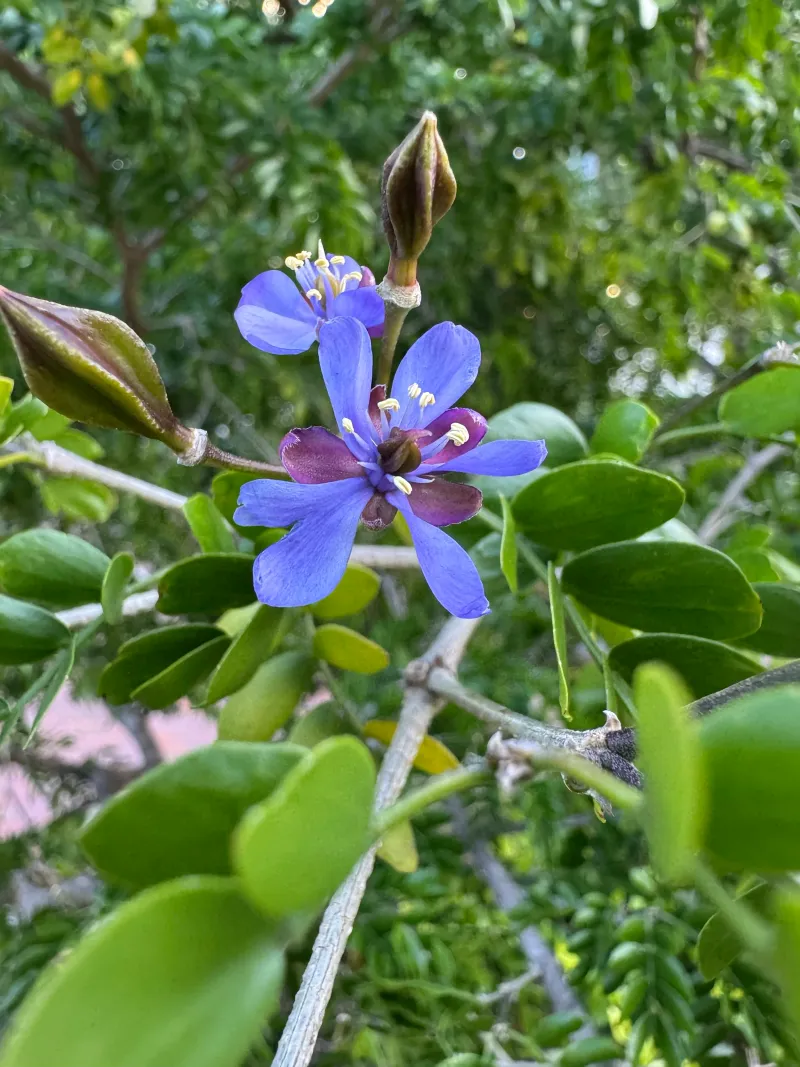 Lignum Vitae (Guaiacum Sanctum)