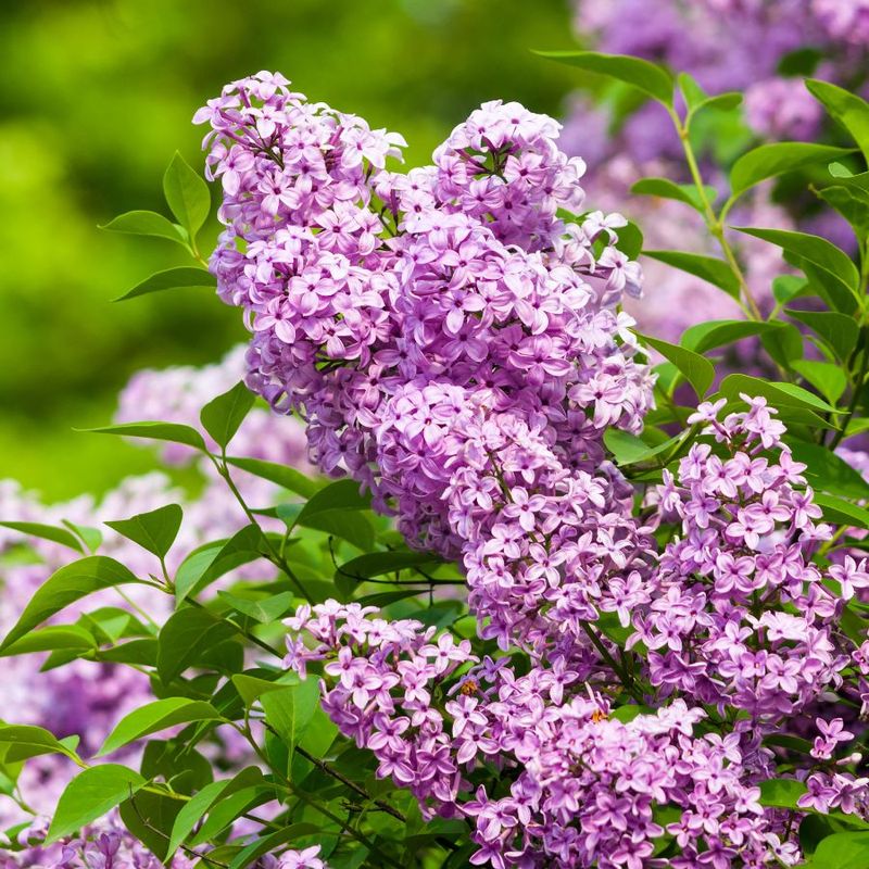 Lilac