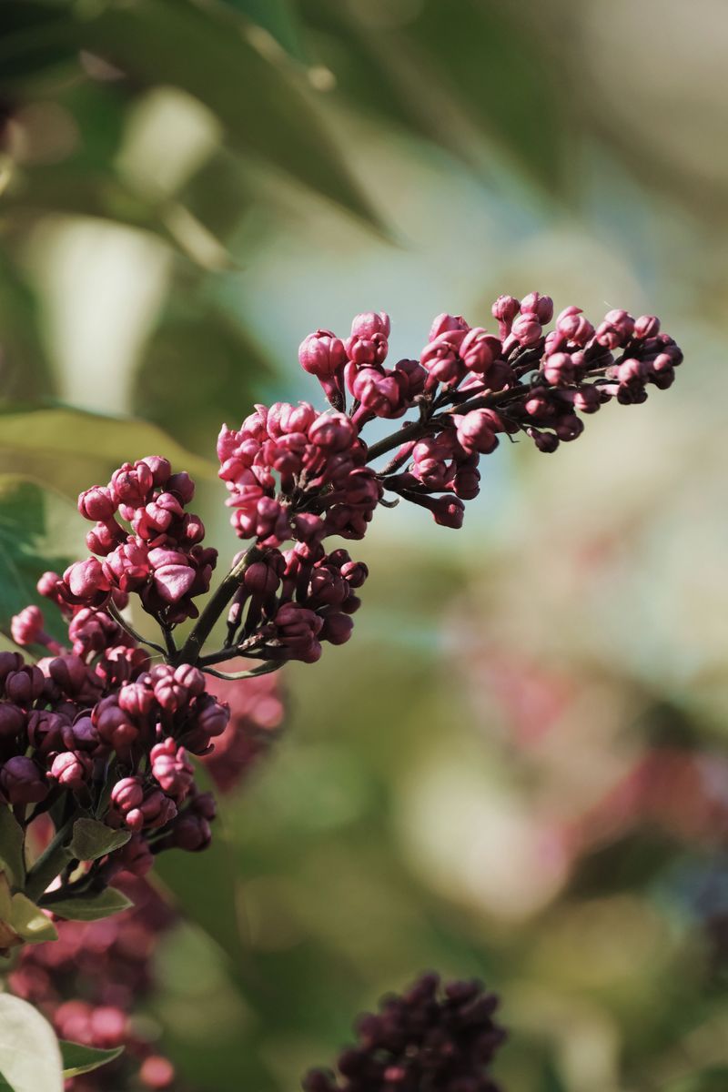 Lilac Bushes Carry Spring Flower Buds Lilac Bushes Carry Spring Flower Buds