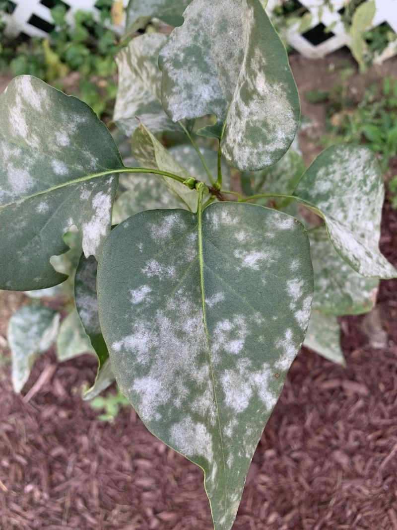 Lilac Shrubs