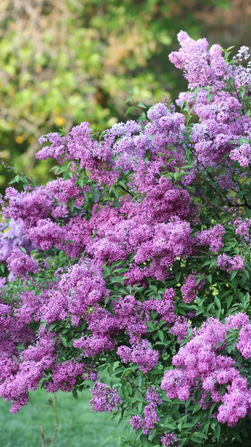 Lilac Wants The Shears Put Away Until Spring