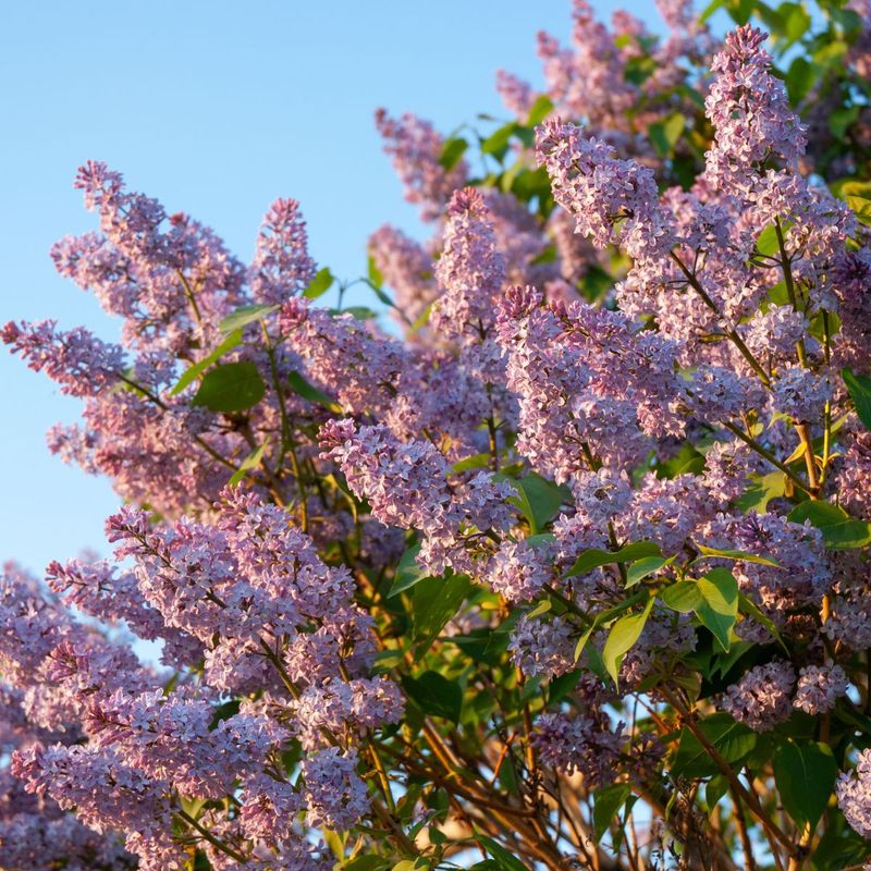 Lilac Lilac