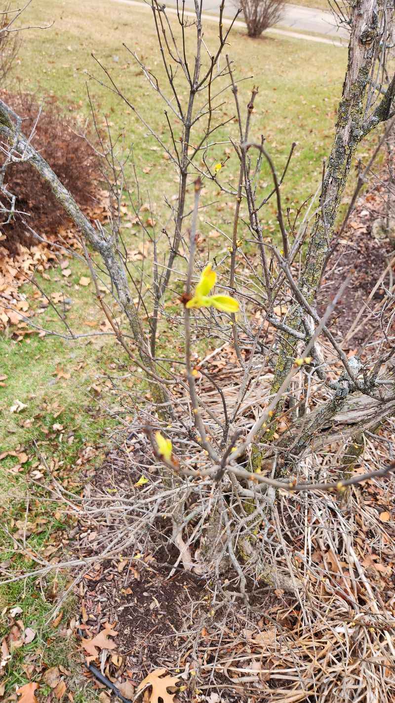 Lilacs Need Their Spring Buds Left Alone Lilacs Need Their Spring Buds Left Alone