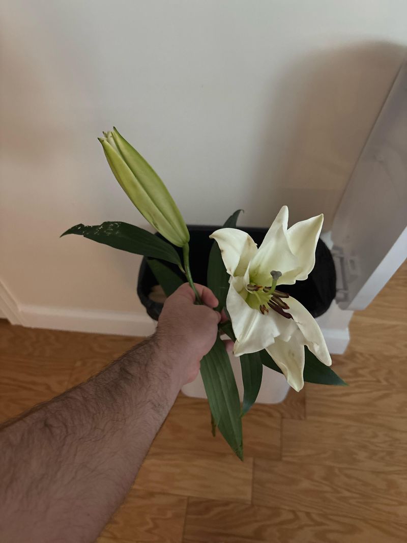 Lilies, A Serious Danger For Cats Lilies, A Serious Danger For Cats