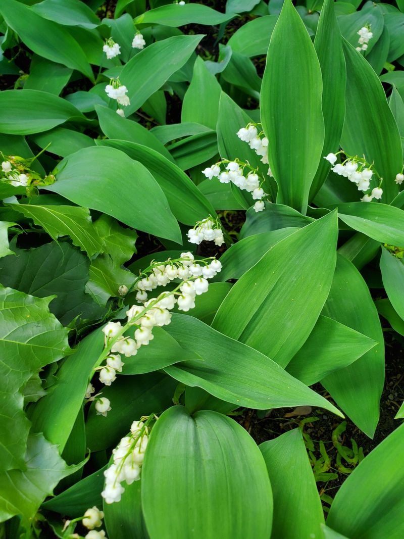 Lily Of The Valley Spreads Sweetly And Silently