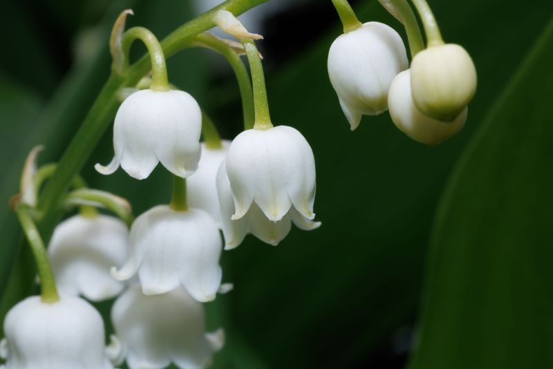 Lily Of The Valley Takes Up More Space Than It Seems Lily Of The Valley Takes Up More Space Than It Seems