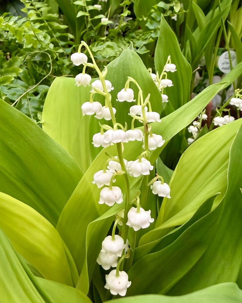 Lily Of The Valley Lily Of The Valley