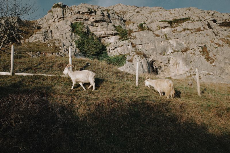 Limestone Ledges and Goat Prairies, The Driftless Hideout