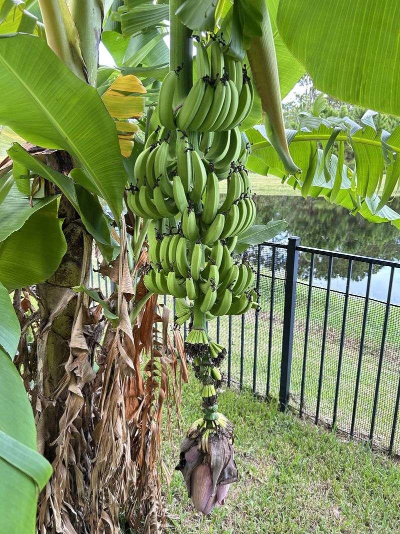 Limit Stalks To Keep Fruit Quality Limit Stalks To Keep Fruit Quality